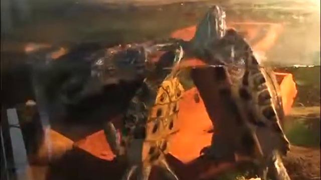 24 часа 10 11 2015 Черепахи смотреть онлайн