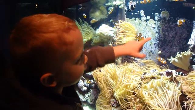 We found Nemo! смотреть онлайн