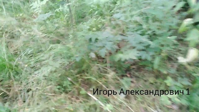 Можно или нет? Правда или нет? Можно ли кушать свинушки? смотреть онлайн