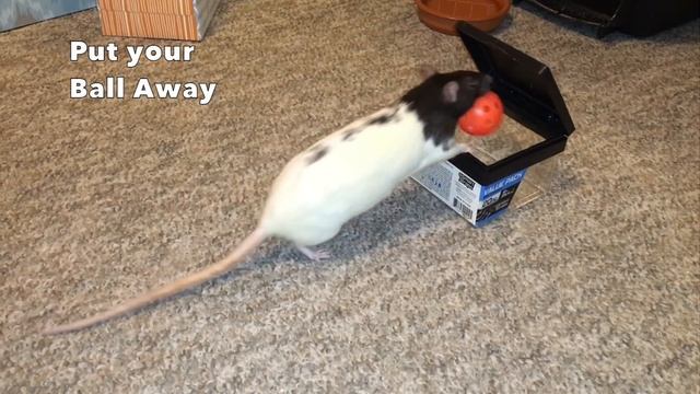 Cookie's Best Rat Tricks - Trick Compilation смотреть онлайн