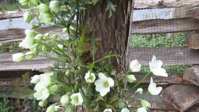 Evergreen Clematis Cartmanii 'Joe' смотреть онлайн