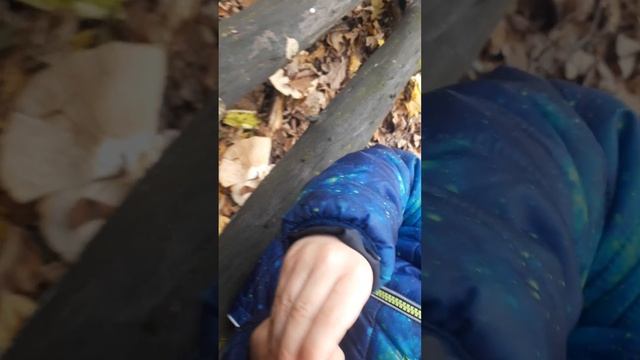 Поход за грибами в лес "Крапивинский" г. Елец, грибы рядовки, говорушки, курники, опята. смотреть онлайн