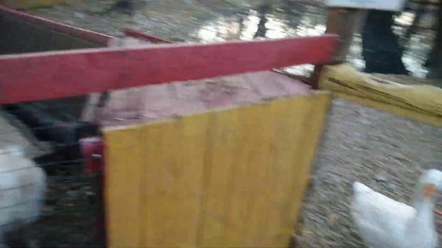 А вы кормили аиста? Контактный зоопарк ??? смотреть онлайн