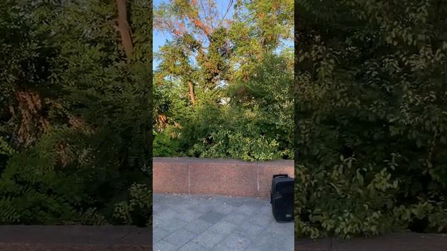 Bandura Spieler im Shevchenko-Park #1, 15.08.2020 смотреть онлайн