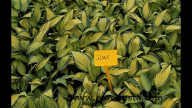 The best hosta of all - June смотреть онлайн