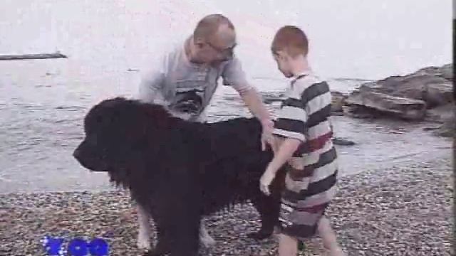 Ньюфаундленд