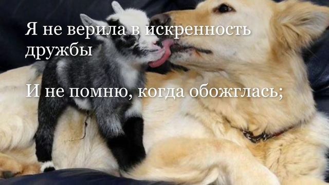 Мне не ведомо чувство дружбы... смотреть онлайн