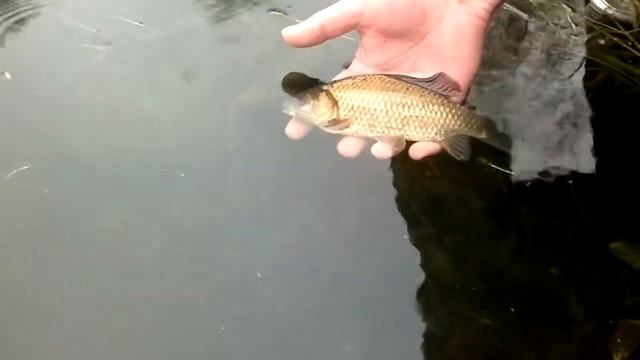 Майский карасик.mp4 смотреть онлайн