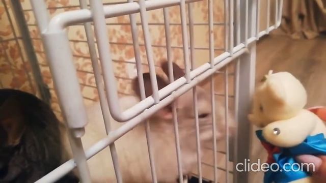 Смешные шиншиллы))\Funny Chinchillas))