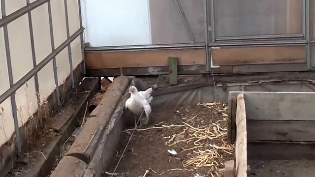 Свиноводство. первая весна в новом доме,наше ЛПХ смотреть онлайн