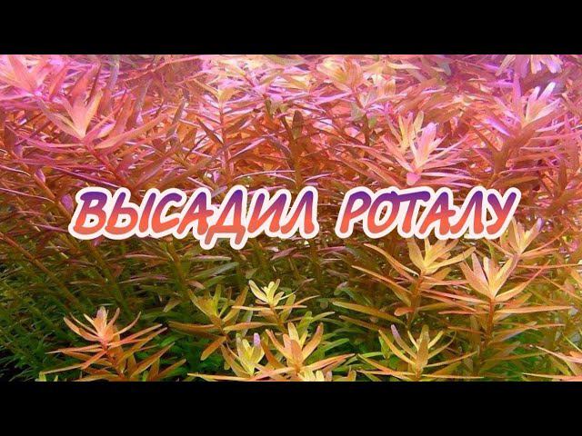 ВЫСАДИЛ РОТАЛУ . смотреть онлайн