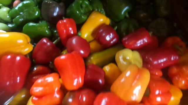 Проводим эксперимент : собираем семена из очень вкусных и урожайных гибридов болгарских перцев. смотреть онлайн