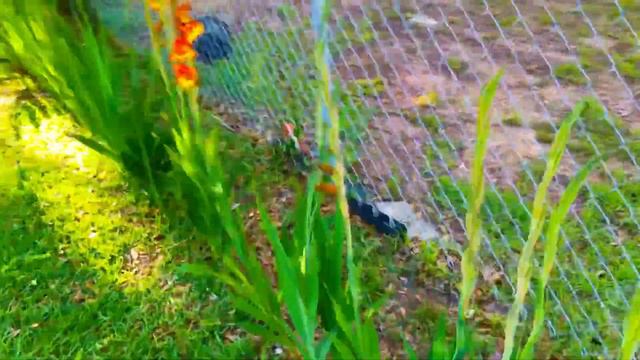 Gladiolus Blossoms! смотреть онлайн