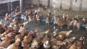 №2   Курятник.-  напольное содержание 200 несушек