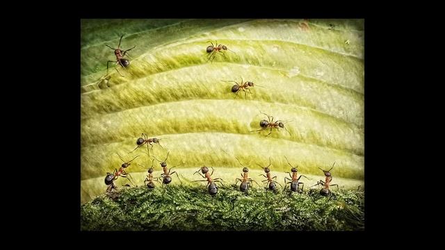 Муравьиный фотограф смотреть онлайн