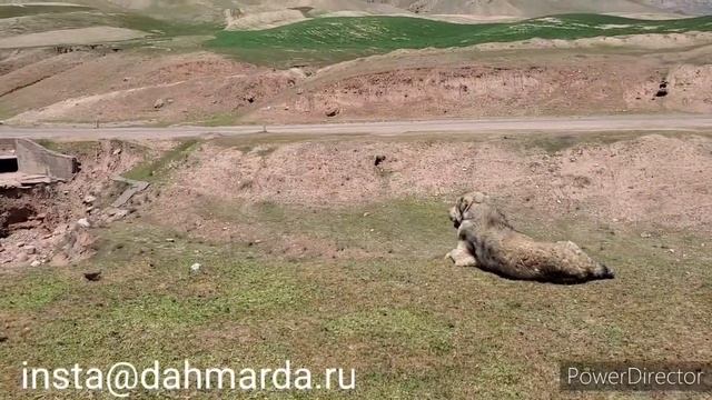 Гиссарские овцы и аборигенные САО Таджикистана саги дахмарда Кароматулло из Зидех. смотреть онлайн