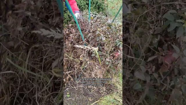 Обрезка клематисов 3 группы осенью #shorts #клематисы смотреть онлайн