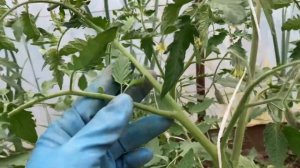 Томаты от Сибирского сада. Особенности сорта. Батяня, Пудовик, Севрюга