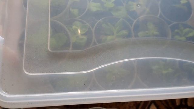 ПРИГЛАШАЮ НА ПОЛНЫЙ ОБЗОР ВСЕХ РАСТЕНИЙ В ДОМАШНИХ УСЛОВИЯХ. ГДЕ РАЗМЕСТИТЬ ТАКУЮ КУЧУ РАСТЕНИЙ. смотреть онлайн