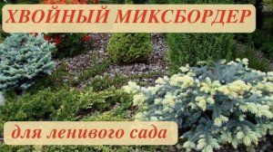 ХВОЙНЫЙ МИКСБОРДЕР В МАЛОУХОДНОМ САДУ. ДАЧНЫЙ КРЕАТИВ.
