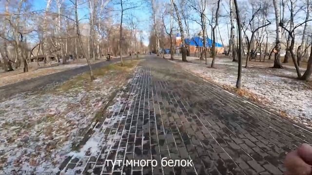 Бег в городе. Роща. Белки. Съемка на gopro hero 9 от первого лица. смотреть онлайн