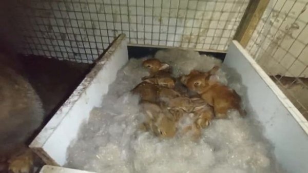 система поения кроликов и кур в подвале гаража. усовершенствования.