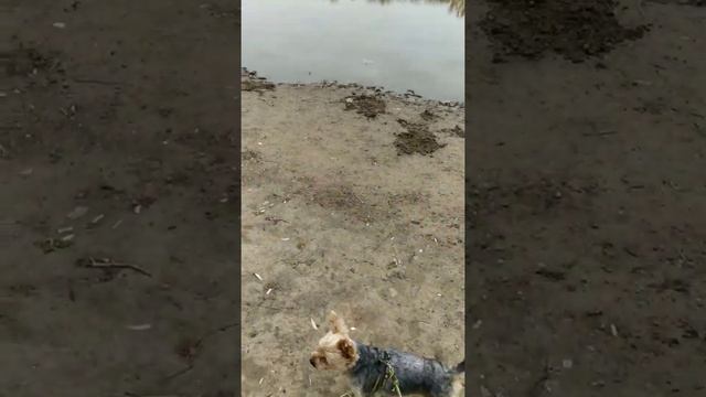 Осень.Октябрь 2021.Прогулка по набережной реки Урал. смотреть онлайн