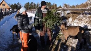 Молочные козы,выращивание молодняка,опыт козоводов.