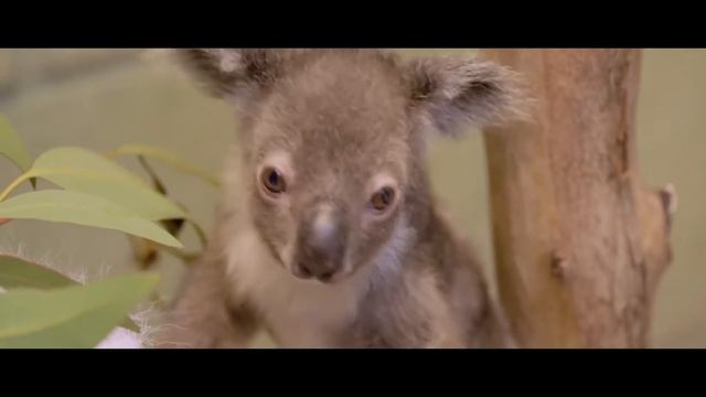 Dlaczego te ptaki zamurowują żywcem swoje partnerki i dzieci w dziupli? смотреть онлайн