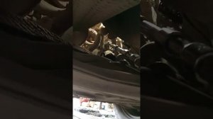 Форд Коннект замена механизма натяжителя ремня генератора.