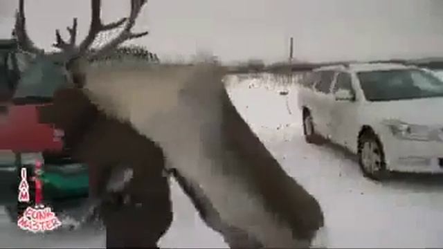 Ржачный олень смотреть онлайн