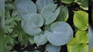 Фото хосты в саду в цветнике - клумбы с хостой