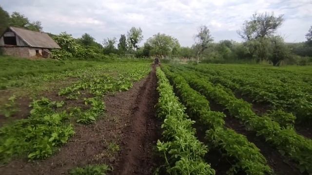 полем картоплі , буряки трактор тз4к14 , смотреть онлайн