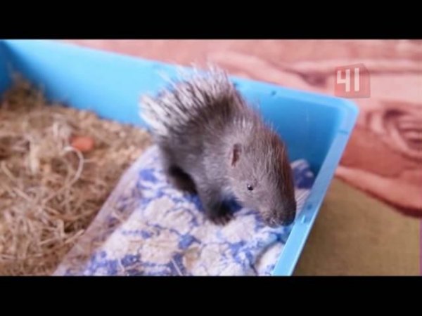 Домашний дикобраз