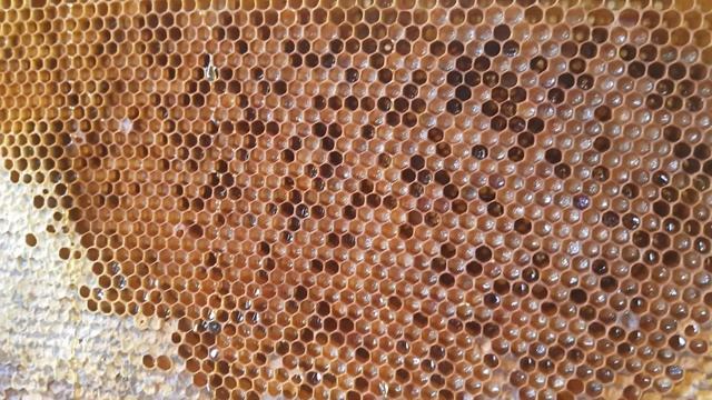 Перга в сотах