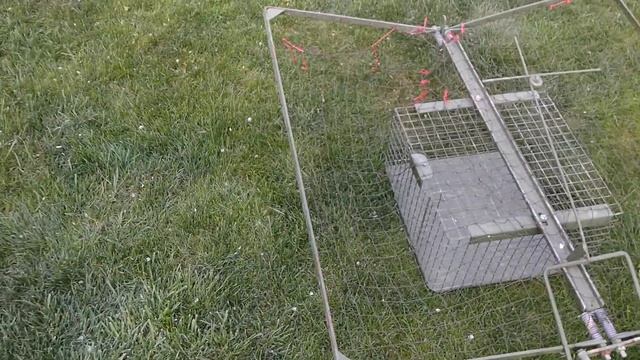 Как поймать ястреба. Клетка ловушка для ястреба смотреть онлайн