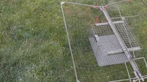 Как поймать ястреба. Клетка ловушка для ястреба