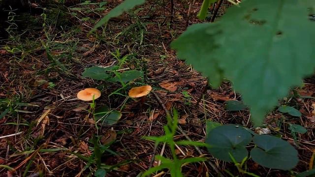 ГАРМОНИИ ДУШИ И ТЕЛА смотреть онлайн