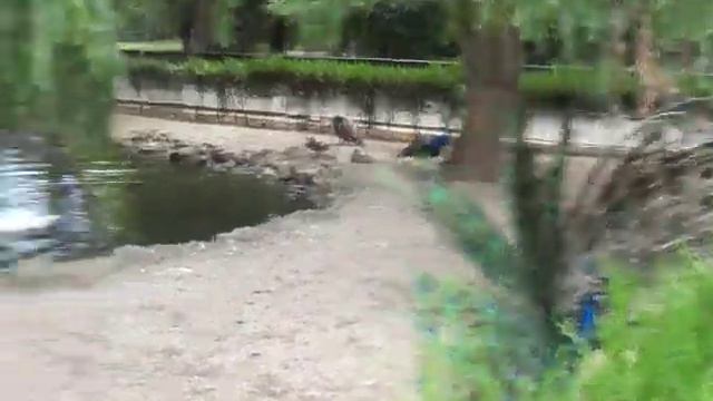 Аскания нова зоопарк павлин с распущенным хвостом смотреть онлайн