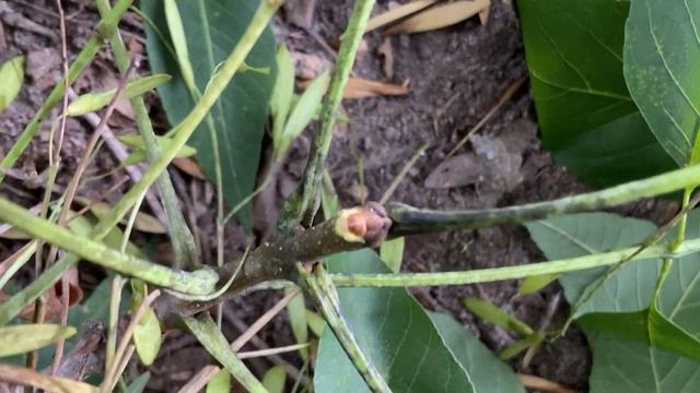 Fraxinus americana (white ash) смотреть онлайн