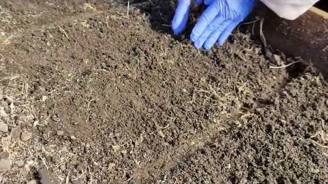 16. Персик перезимовал, посев семян капусты в теплице. смотреть онлайн