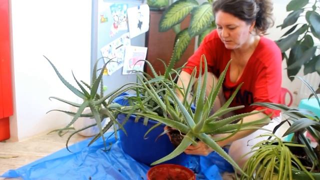 Пересаживаю АЛОЕ. Aloe