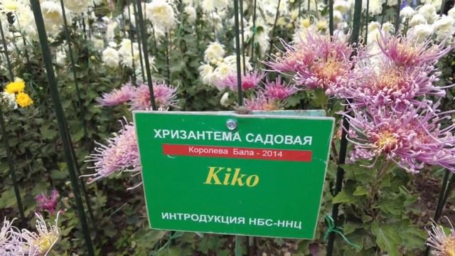 КРЫМ/Бал ХРИЗАНТЕМ в Крыму.Народу ОШАЛЕТЬ.Никитский Ботанический сад. смотреть онлайн