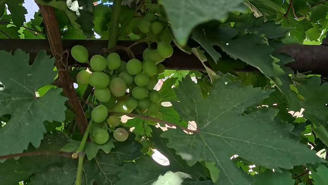 28 июля виноград изменения смотреть онлайн