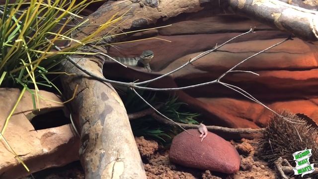 Attempting to tong feed ALL my monitor lizards! ~ Gilleni Glauerti Tristis & Indicus! смотреть онлайн
