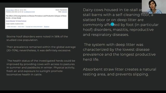 Slippery Floor In The Cow Barn/Скользкий пол в коровнике