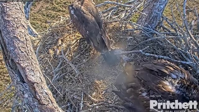 SWFL Eagles ~ SuperDad M15 Delivers TWO FISH IN LESS THAN TWO MINUTES!! ? Both E's Eat! 3.27.23 смотреть онлайн