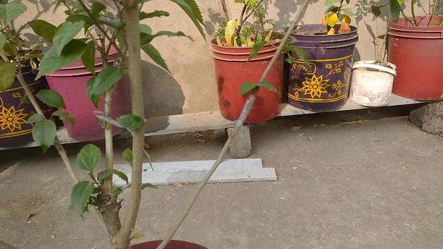 How to graft 5 colour in one Hibiscus plant. জবা গাছের সফল গ্রাফটিং। смотреть онлайн