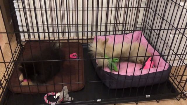 Покупка клетки для собак, для чего она мне нужна. смотреть онлайн