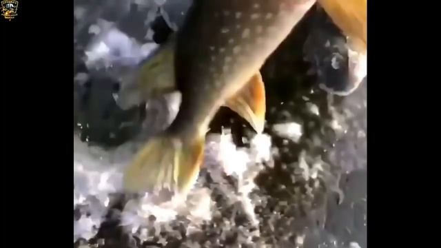 ★ПРИКОЛЫ НА РЫБАЛКЕ 2020//Я РЖАЛ ДО СЛЕЗ//ШОК РЫБАЛКА//ЗИМНЯЯ РЫБАЛКА ПРИКОЛЫ//случаи на рыбалке//★ смотреть онлайн